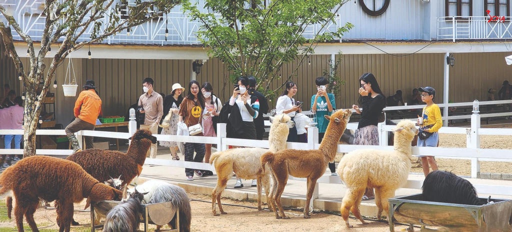 tour da lat nha trang 3n3d cung duong lien tuyen hoa va bien 5.jpg(1) Tour Đà Lạt - Nha Trang 3N3Đ: Cung Đường Liên Tuyến Hoa và Biển từ HCM