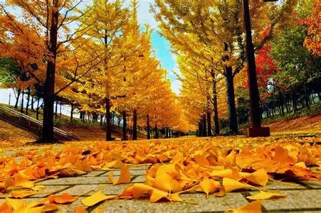 Du lịch nước Nga mùa nào đẹp nhất? Khám phá vẻ đẹp bốn mùa tại xứ sở bạch dương